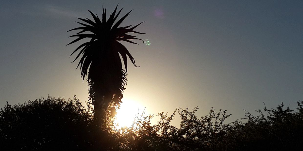 Silhouette of tree and bushes against a setting sun