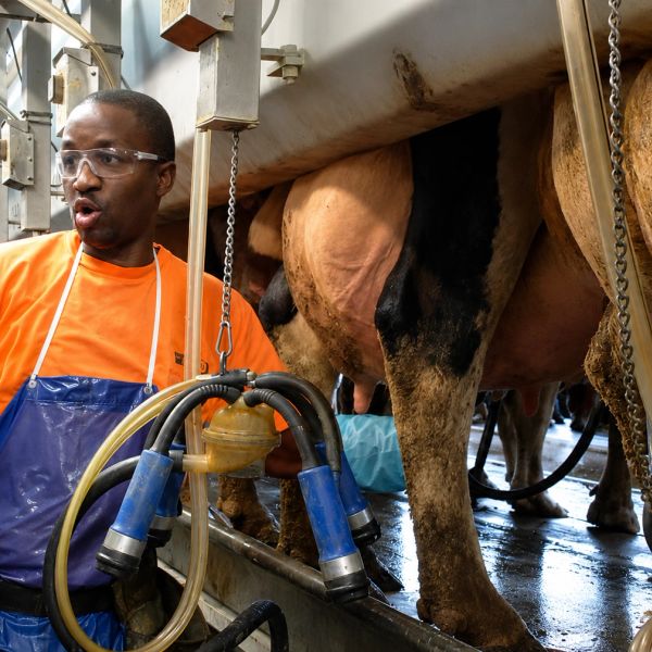 Man operating milking machine on a cow in a dairy farm.
