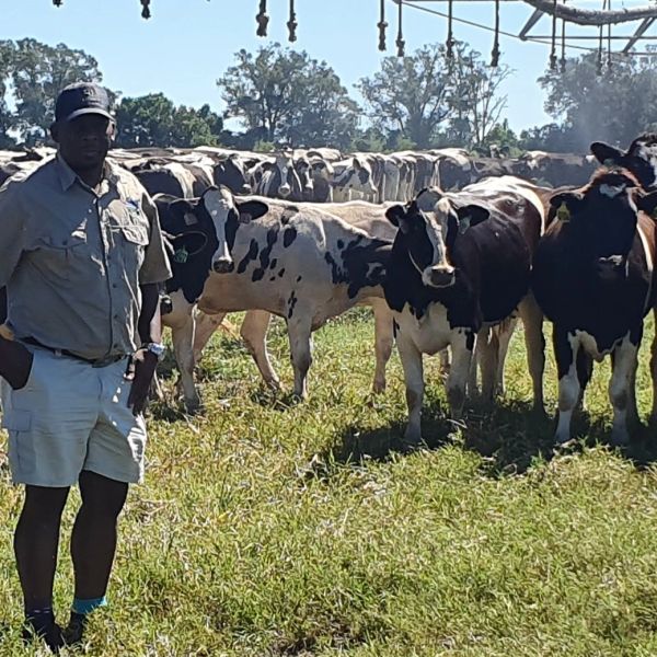 Man standing near a herd of cows in a field.