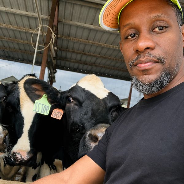 Man taking a selfie with cows in a barn.