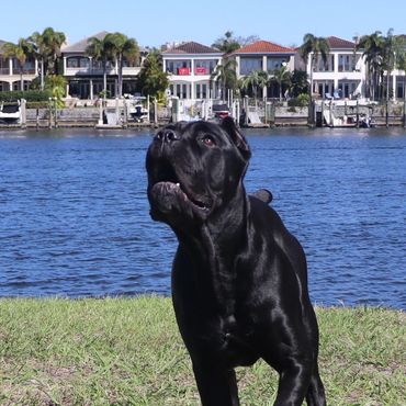 Florida Sentinel Bandog - Black Panther Cane Corso - Italian Mastiff - Canis Pugnax -