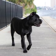Cane Corso Canis Pugnax Florida Sentinel Bandog