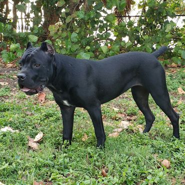 Florida Sentinel Bandogs - Panther Cane Corso - Italian Mastiff - Canis Pugnax