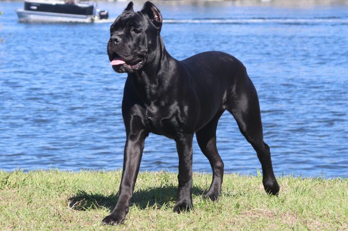 Florida Sentinel Bandogs - Black Panther Dog - Cane Corso - Italian Mastiff - Canis Pugnax