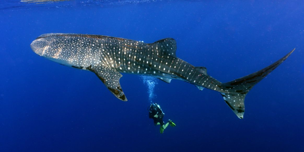 Tubbataha Reefs Natural Park