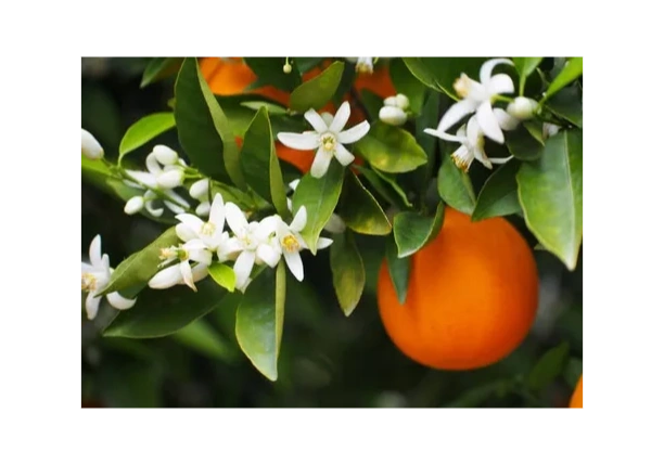 Orange Blossom Squares