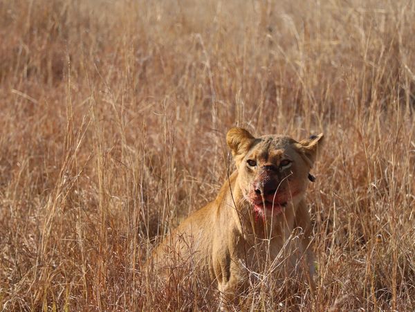 Photo of a female lion.
South Africa, 2023