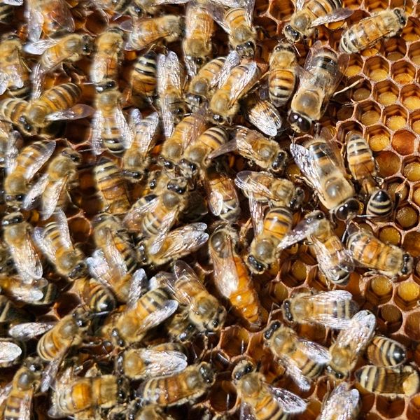 Laying eggs, The Queen sure sticks out