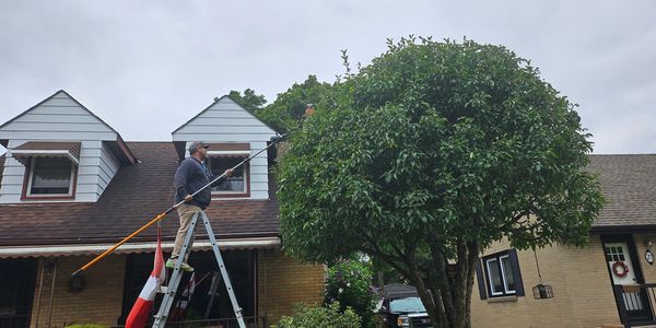 Professional Arborist Trim and Shapes Tree