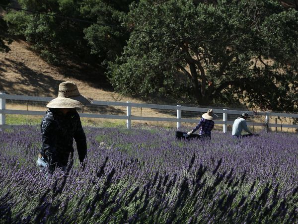 People harvesting lavenders in the farm