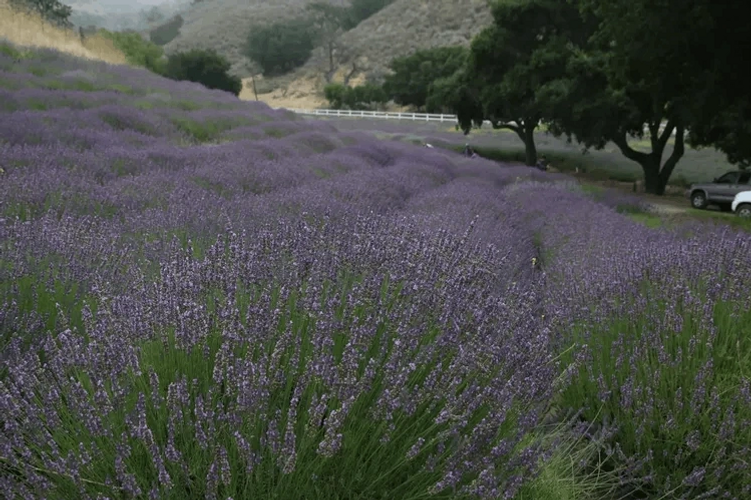 Lavender farm