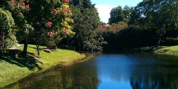 A peaceful pond reflecting trees and a clear blue sky on a sunny day.