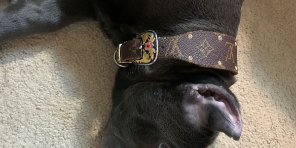 Custom LV Dog Collars