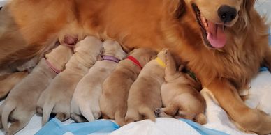 Nutmeg happily nursing her litter.