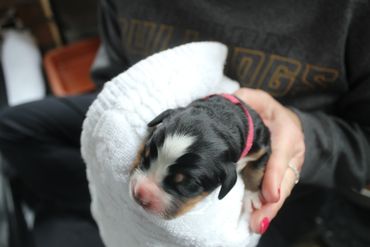 Newborn puppy wrapped in a white towel, cradled gently.