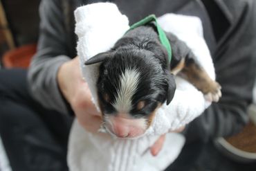Newborn puppy wrapped in a white towel held gently by a person.