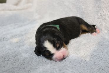 Newborn puppy sleeping peacefully on a soft blanket.