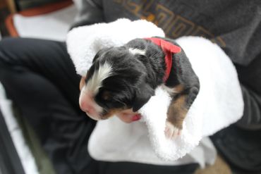A newborn puppy wrapped in a white towel being gently held.