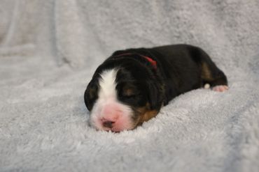 Newborn puppy sleeping peacefully on a soft blanket.
