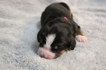 Newborn puppy sleeping peacefully on a soft blanket.