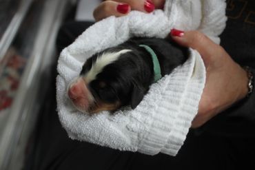 Newborn puppy wrapped snugly in a white towel, held gently.