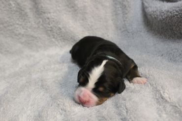 Newborn puppy sleeping peacefully on a soft gray blanket.