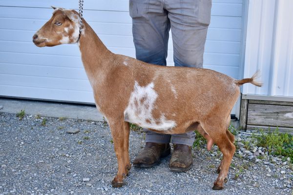A brown and white goat standing on gravel in front of a person.