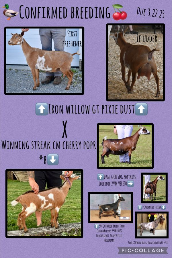 Goat breeding announcement featuring Iron Willow GJ Pixie Dust and Winning Streak CM Cherry Popr.