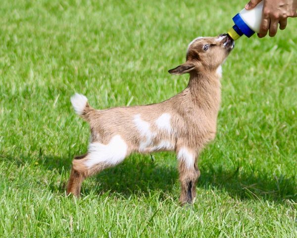 A baby goat drinking milk from a bottle on grass.