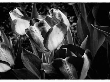 Tulips on the streets of New York City .
Gelatin silver print, 2006.