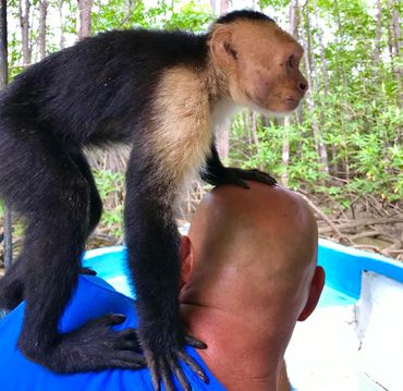 Mangrove monkey tour 