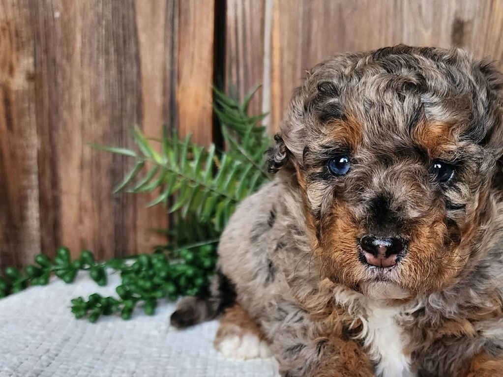 Curly-furred puppy posing on a blanket with a hat and plants in the background.