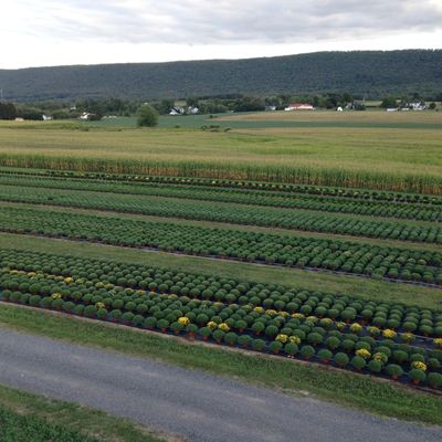 Field of mums, asters, cabbage, kale, tricolor, and flower combos.