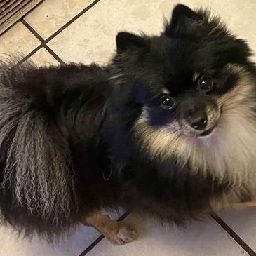 Black and tan Pomeranian 