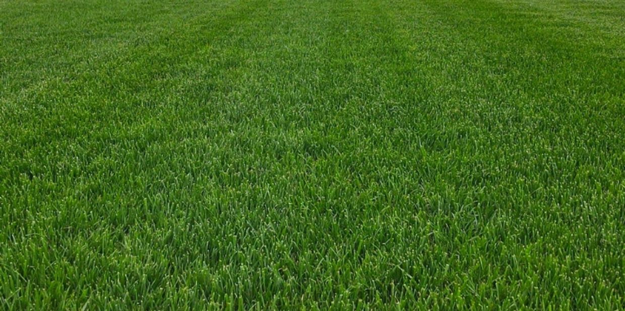 Kelowna turf grass