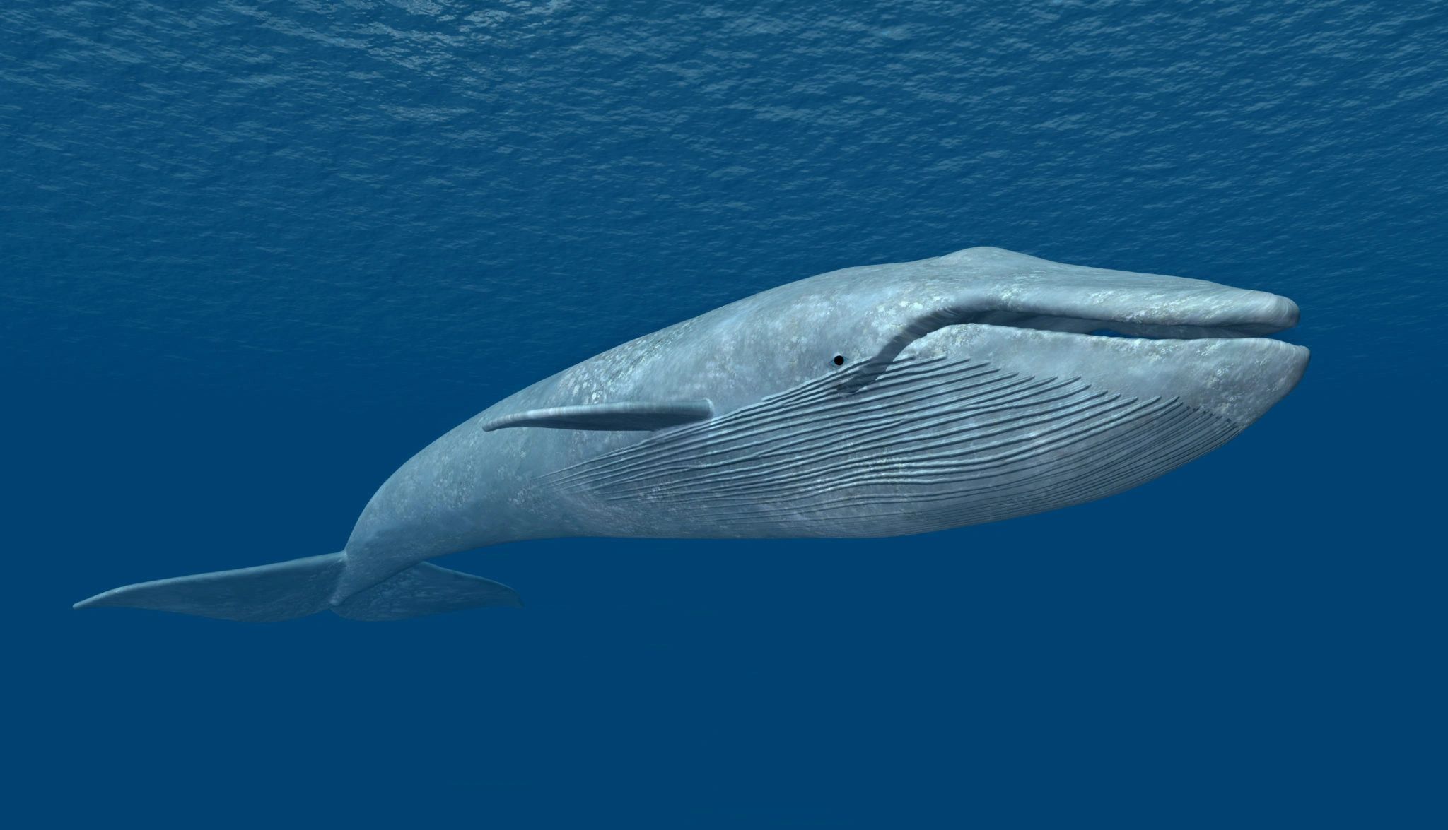 A beautiful whale