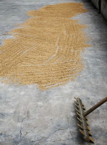 Drying rice.  China, 24 September 2008.