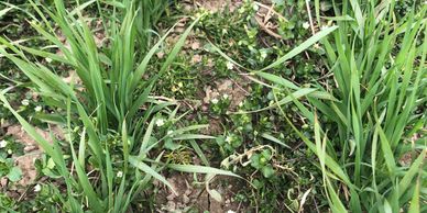Wheat field scouted by Lincoln Ag and needing a herbicide application.