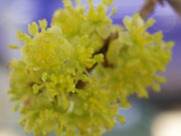 Lindera benzoin Northern Spicebush Shrub native wildflower butterfly host Potted Plants