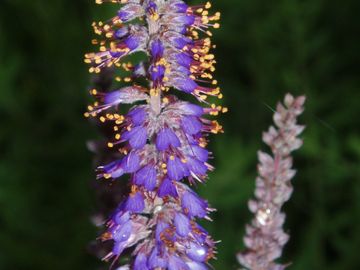 Amorpha canescens Leadplant Shrub Native Wildflower Butterfly Host Potted Plant