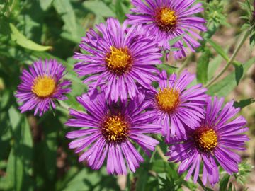 Aster novaea-angliae New England Aster Native Wildflower Butterfly Host Potted Plants Symphyotrichum