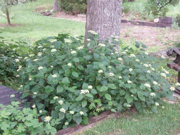 Hydrangea arborescens Smooth Hydrangea native wildflower butterfly host Potted Plants