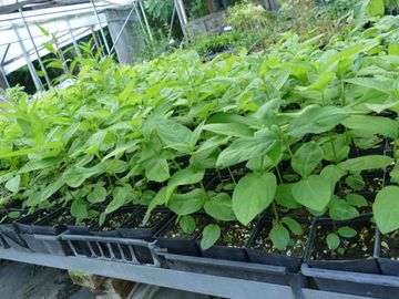 Chelone glabra White turtlehead Native Wildflower Butterfly Host Potted Plants