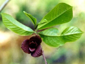 Asimina triloba Wild Pawpaw Tree
host plant for Zebra Swallowtail 
native wildflower potted plant