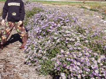 Aster oblongifolius Aromatic Aster Native Wildflower Butterfly Host Potted Plants Symphyotrichum