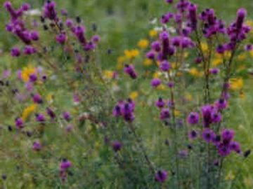 Dalea purpurea Purple Prairie Clover  Native Wildflower Butterfly Host Potted Plants Petelostemum