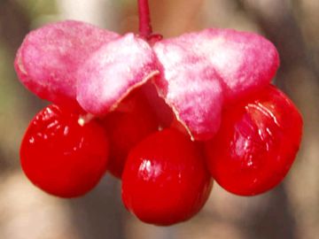 Euonymus atropurpureus Eastern Wahoo seed-fruit native wildflower Potted Plants