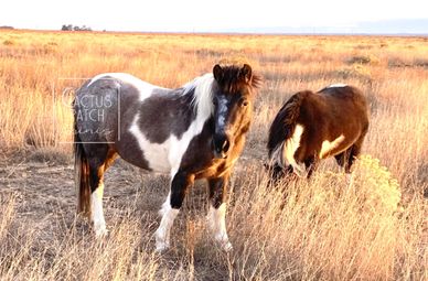 Two ponies standing in a sunlit dry grass field.