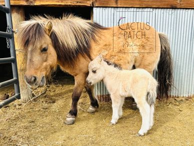 A small pony and its foal stand together in a rustic pen.