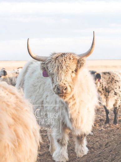 Cactus Patch Minis - Mini Cows, Mini Highparks, Mini Highlands, Mini Belted  Galloway, and Mini Crosses